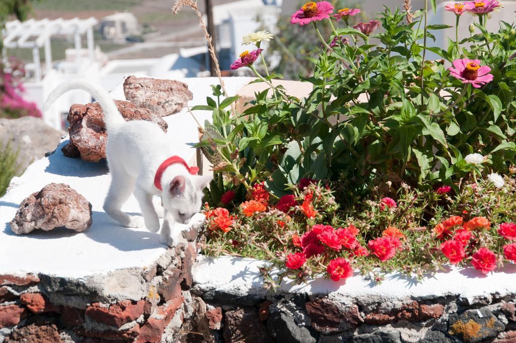 Alonistra Oia Houses Foinikiá Zimmer foto
